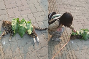 「.會著涼的啦！不可以在這邊睡覺」怕喵喵睡到感冒...小女孩貼心準備「棉被」讓網友全都哭笑不得XD