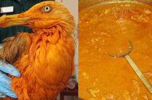 發現一隻鮮豔橘色的海鷗以為是新品種！回頭再看見旁邊的這一鍋咖哩...突然懂了是怎麼回事了XD