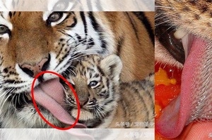 老虎除了尖銳的牙齒和敏銳的速度可以捕捉到獵物外，你知道他們的「舌頭」也能致人於死嗎？