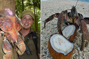 突然看到一隻會爬樹的超大螃蟹，牠竟然能把堅硬的椰子剖成兩半....讓看的人瞬間驚呆！