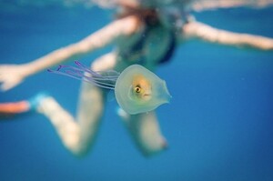 浮潛時遠遠看見一隻珍貴的「燈籠魚」，一開始還以為是新物種...認真一看卻發現是水母跟一隻魚！？
