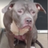 比特犬被棄養在收容所，當他知道主人不會再回來的那一刻...心碎的表情讓所有人看了都鼻酸