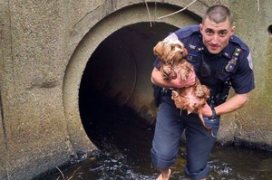 受到驚嚇的流浪狗狗躲進排水道，正義警察杯杯赤腳從髒水溝救出毛孩！