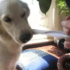 主人發現家裡的黃金獵犬愛吃臭襪子，已經有20幾隻不見了！知道原因後卻讓人心疼不已...