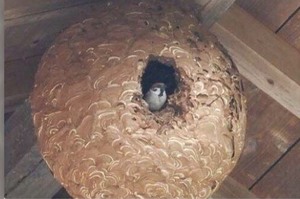 麻雀在我家屋簷築了那麼大的巢呀！！但仔細一看...可是那好像是虎頭蜂窩欸！！