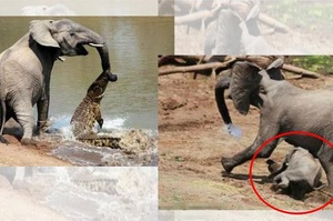 「馬麻我來救你！」大象媽媽慘遭「鱷」吻...小象靈機一動靠這招救媽媽！