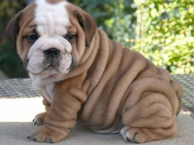 如果狗狗可以美容 我想帶牠去拉皮 這幾組說多皺有多皺的