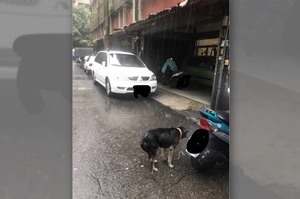 可憐狗狗被飼主綁在室外淋雨「至少15分鐘」，飼主被質問還反嗆「故意給他沖澡的有什麼問題嗎」（影片）