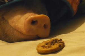 主人在熟睡的小豬仔前面放了一塊餅乾，結果牠的反應....讓看的人瞬間笑噴！（圖+影片）