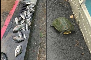 「魚居然淹死啦！！！」炸雨過後....這些生物居然都跑了出來！！！看到這些動物在街邊...真的令人超傻眼