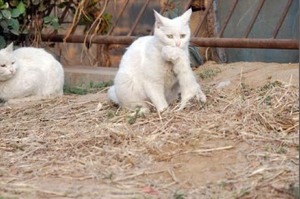 愛心網友看見貓馬麻帶著小貓四處覓食，拿食物上前給牠們吃時...立刻難過到淚崩!!