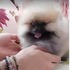 是棉花、是毛球、還是狗？我已經分不清楚⋯⋯