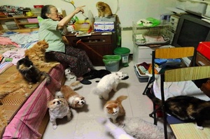 87歲老奶奶不願欺騙本心終身未嫁，與200多隻貓一起度過幸福晚年