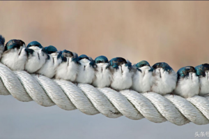 「這是我一哥、二哥、三哥、四哥...」這8張長得一模一樣的鳥兒們擠在一起的照片，讓網友看了直呼太可愛！