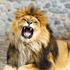 獅子不斷張嘴撕吼、瘋狂撞樹，檢查後才發現原來是要告訴我們他生病了！