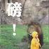 百斤勇獅霸氣衝向2歲男孩，原想討抱抱但卻與玻璃來個愛的親親！