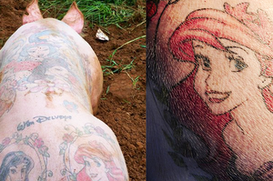 藝術家特地跑到中國養豬，只為了幫豬「刺青」！他說這是藝術品、網友卻痛批：「超變態！」
