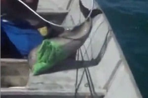 救了被塑膠袋纏住的海豚寶寶，將牠放回海裡後...牠向人類道謝的樣子真的太暖心了！！（影片）