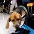 緝毒犬突然對著一個包裹狂吠，打開才發現裡面的東西「比毒品還要可怕」...要是沒發現可能會害慘無數條人命！