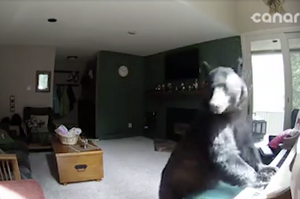 「應該沒有人在看吧？」隱藏監視器拍到棕熊入室搶劫，順便彈鋼琴秀音樂細胞（影片）