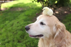 史努比與摯友小黃鳥的真實版！黃金獵犬爺爺在晚年找到了牠的小雞麻吉！