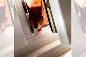 「把窗戶打開～我要進去吃早餐！」自從給松鼠一顆堅果後，噩夢從此展開......