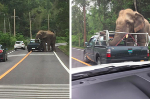 開車到一半，竟被「巨型三寶」攔下來！被大象搜刮車子的畫面...網友看了狂冒冷汗！！