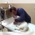 變態！孕中母狗下體被強行插入蘿蔔，被迫終止妊娠....送醫治療後仍回天乏術！（影片）