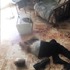 忠心耿耿的德國狼犬發瘋狂啃光主人上半身...原來主人都做了這些事，得知原因後...所有人都懊悔，心痛不已
