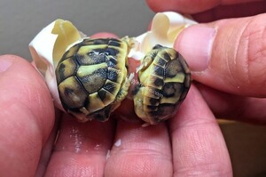 烏龜雙胞胎破殼時屁屁「黏」一起，保育員只用「牙線」輕輕一拉...就讓牠們神奇分開！！(影片)