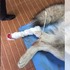 哈士奇受傷在家休養，主人外出10分鐘幫他買補品...回家後，真的要哭死了！