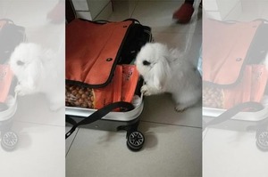 準備出國一陣子，以為兔兔捨不得我想裝在行李箱跟我一起去...沒想到結果完全讓人尷尬啊ＸＤＤ