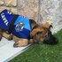 預備警犬因為「對人太友好」而被警方刷掉，現在通過政府考試成為首席外交官！