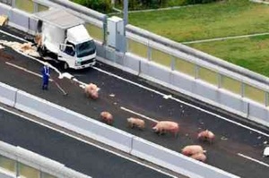 日高速公路封閉：貨車出意外造成19隻豬逃走，在高速公路上散步睡覺