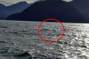 「救救我們！」這家人在海上看到一群鹿朝他們的船游來，圍在船邊祈求幫助！