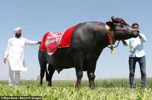印度最巨大的公牛重達1.5噸身價8400萬台幣！是個酒鬼每晚都要一瓶威士忌
