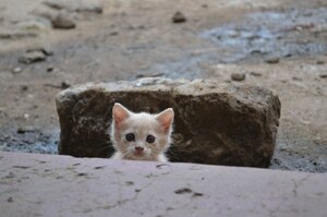 男子在肯亞貧民窟被一隻小貓跟蹤回家，然後小貓就擅自留了下來讓主人收編
