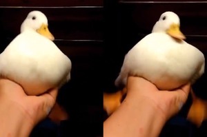 主人把超萌鴨鴨舉在手上，牠揮動雙腳的可愛模樣...網友表示：「好像一顆暴動的麻糬XD」(影片)