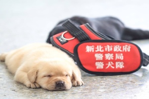 新北市警犬隊「滿月小犬」萌翻上千網友！睡眼迷濛的樣子讓網友驚呼太可愛希望「不要長大」