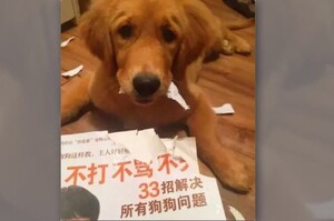 「買了本書上面寫不要打狗，黃金就把書咬爛了...」這些讓主人爆氣的汪汪...讓人完全笑噴！