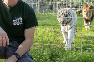 千萬不可背對貓科動物！飼養員親身示範背對大型貓科動物的後果，然而實驗過程讓大家不禁替他捏了把冷汗...