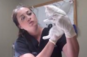 這隻流浪貓被救出後身體非常虛弱，當醫生看到牠耳朵裡的東西時...差點都要吐了出來！！