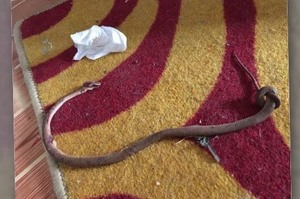 主子開心的叼著「繩子」要來送我，但仔細一看差點被嚇到腿軟...因為那根本就是一條蛇呀！！