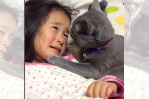 女兒踢到腳後進房卻看到貓貓正用他的小手幫女兒擦眼淚...網友暖爆「這樣的貓根本絕種啦！！！」（影片）