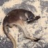 差勁！惡劣廠商不願提供遮蔭給展示動物，就算小袋鼠被熱暈也無動於衷
