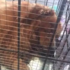 東方航空托運黃金獵犬中途死亡「鐵籠被咬破」，航空公司開假單據要「飼主自負」不做任何回應