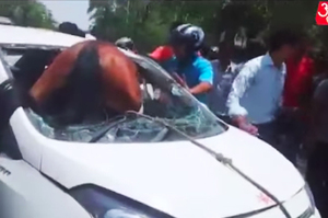 熱瘋了！印度馬因為太熱，竟撞破汽車擋風玻璃衝進車內！