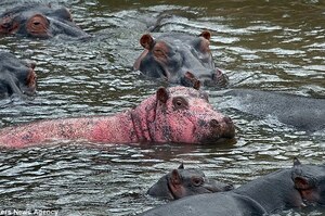 以為看見一隻豬在河裡游泳...沒想到竟然是超罕見的「粉紅河馬」!!!?讓目擊民眾直呼超幸運！