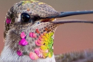 原來牠們身上的羽毛如此繽紛美麗！攝影師拍攝自家後院的蜂鳥，牠們就像是獨一無二的寶石