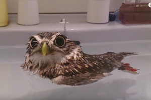 把貓頭鷹放到洗手台裡就融化啦！小貓頭鷹開心享受泡澡的樣子....真的超級可愛！（影片）